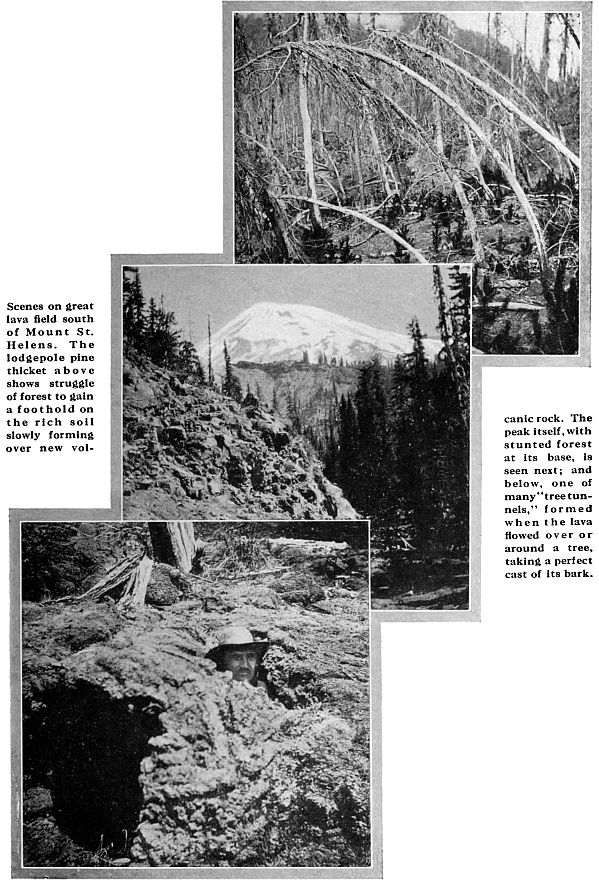 Scenes on great lava field south of Mount St. Helens. The lodgepole pine thicket above shows struggle of forest to gain a foothold on the rich soil slowly forming over new volcanic rock. The peak itself, with stunted forest at its base, is seen next; and below, one of many "tree tunnels," formed when the lava flowed over or around a tree, taking a perfect cast of its bark.