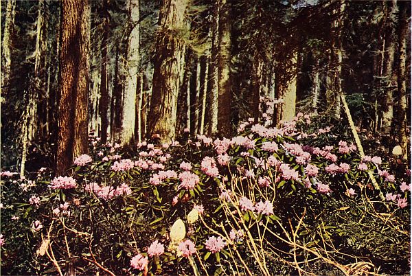 color picture of flowers in the woods