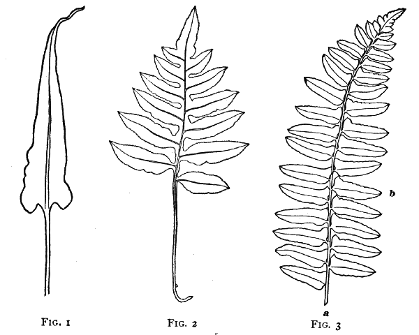 Fig. 1, Fig. 2, Fig. 3