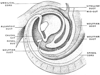 Caudal portion of human embryo of 5 mm., with the
end- and caudal gut at the highest stage of its development. ×5.