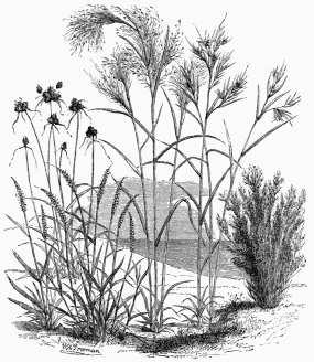 Vegetable Life in the Plains of the Meta.

1. Anthephora elegans.   3. Anthistiria ciliata.
2. Panicum Cajennense.   4. Aristida capillacea.
5. Cyperus articulatus.