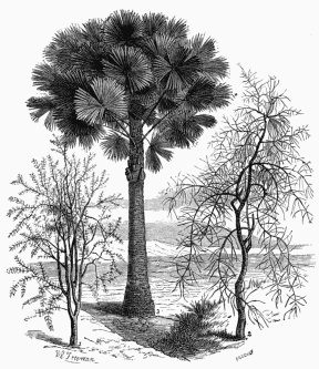 Vegetable Life on the Australian Plains.
1. Acacia verticillata.
2. Casuarina equisetifolia, or Black Boy Tree.
3. Corypha Australis, or Australian Palm.