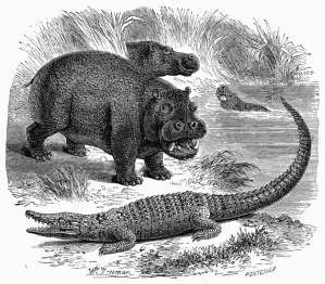 Hippopotamus and Crocodile of the River Nile.