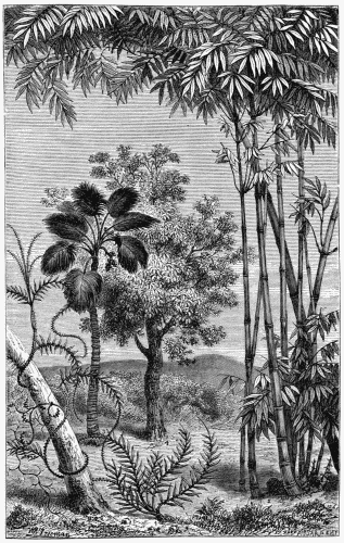 TROPICAL VEGETATION.
1. Calamus Rotang.
2. Bamboos.
3. Borassus flabelliformis.
4. Diospyros ebenum.