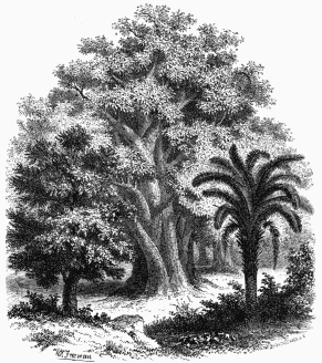 1. Baobab. 2. Elæis Guinensis, or Guinea Palm. 3. Acacia
verek.