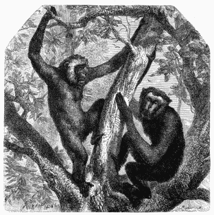 Gibbon-Siamang and Mourning Gibbon.