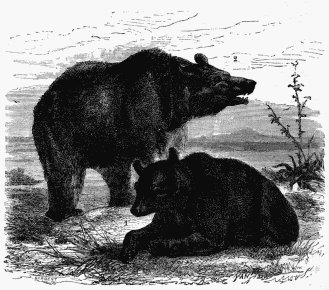 1. Black Bear of Canada. 2. Gray Bear of North America.