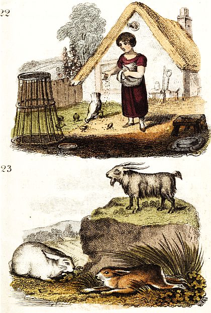 22: child feeding chickens; 23: Goat, rabbit and hare