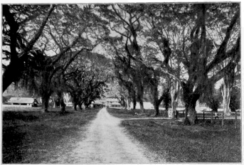 The Barracks, through Live-Oaks and Mahogany-Trees Trinidad