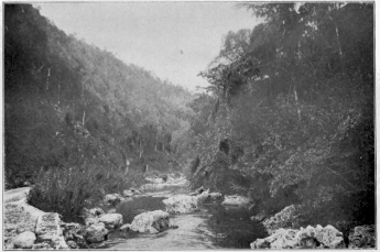 Rio Cobre, near Spanish Town Jamaica Copyright, 1901, by Detroit Photographic Co.