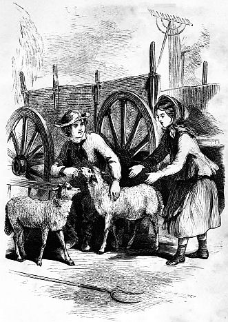Sheep and children