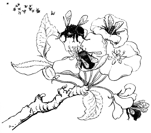 bees and apple blossoms