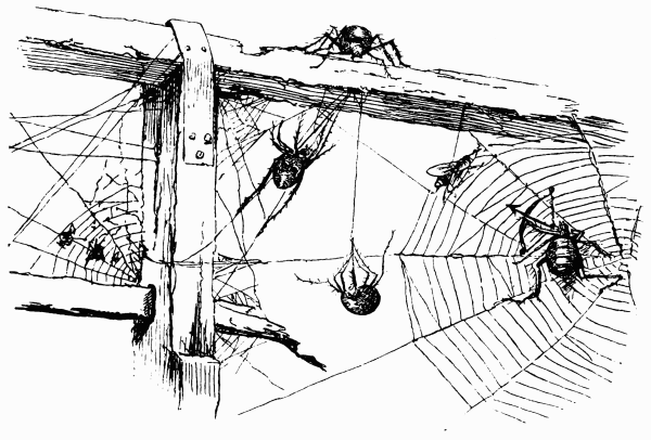 Lots of spiders making webs