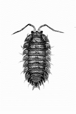 Plate XIII Porcellio scaber