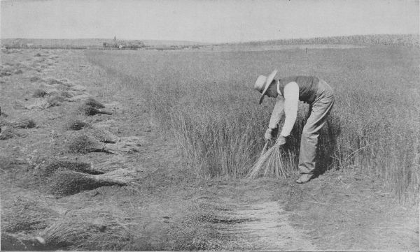 Pulling Flax in Minnesota