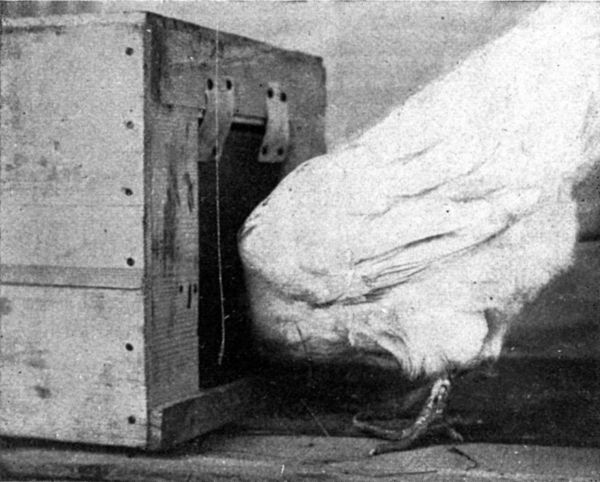 Illustration showing a hen entering a trap nest