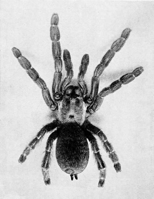 The Banana Spider, natural size, from a photograph by
Mr James Adams.