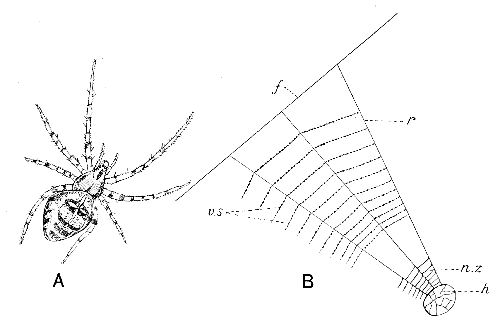 Fig. 2. A, the Garden Spider.