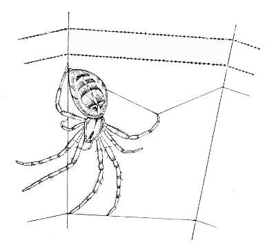 Fig. 3. Stretching the viscid spiral.