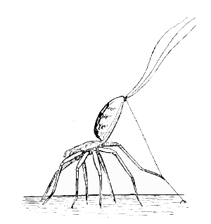 Fig. 4. Young spider preparing for an aerial voyage.
