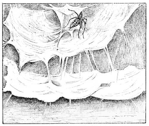 Fig. 5. Agelena weaving her egg-cocoon.