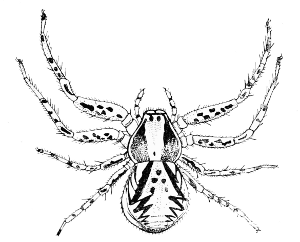 Fig. 6. A Crab-spider.
