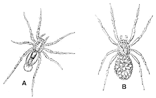 Fig. 7. Wolf-spiders.