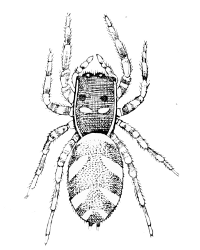 Fig. 8. Salticus scenicus, female, × 4.