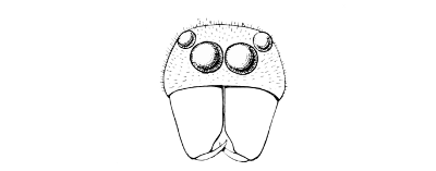 Fig. 9. “Face” of an Attid spider, shewing the anterior
eyes and the chelicerae.