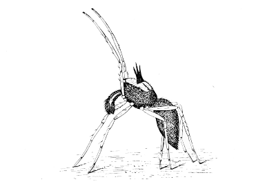 Fig. 10. A male Attid spider (Astia vittata) dancing before
the female. (After Peckham.)