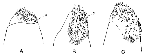 Fig. 12. View, from the inner side, of one of each of the three spinnerets.