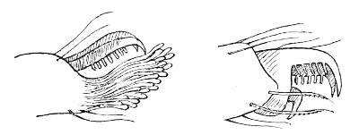 Fig. 13. Foot of Jumping Spider (on left), foot of Garden
Spider (on right).