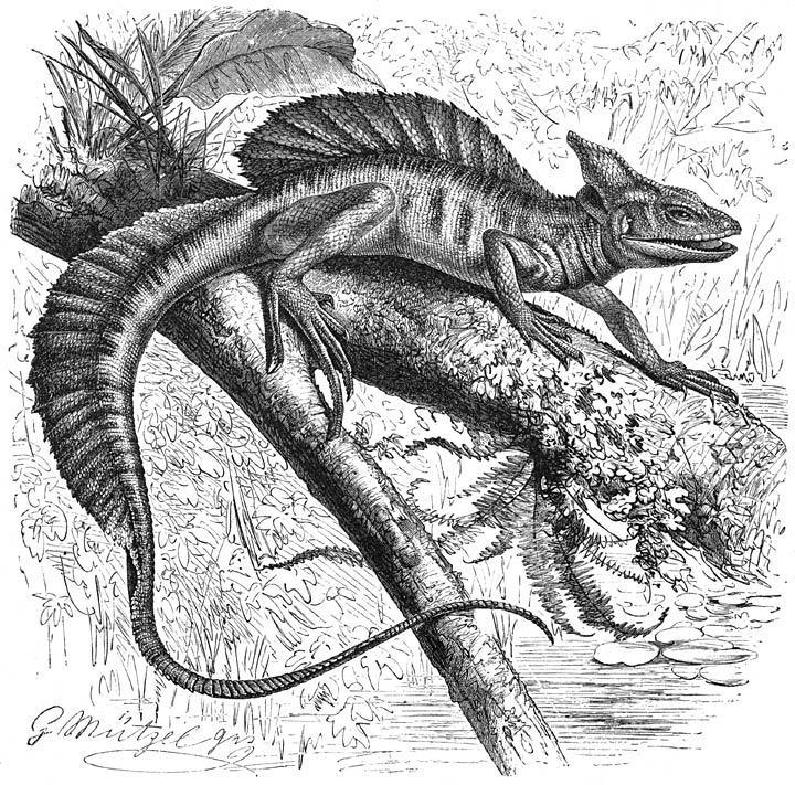 Helmbasiliscus (Basiliscus americanus). ⅓ v. d. ware grootte.