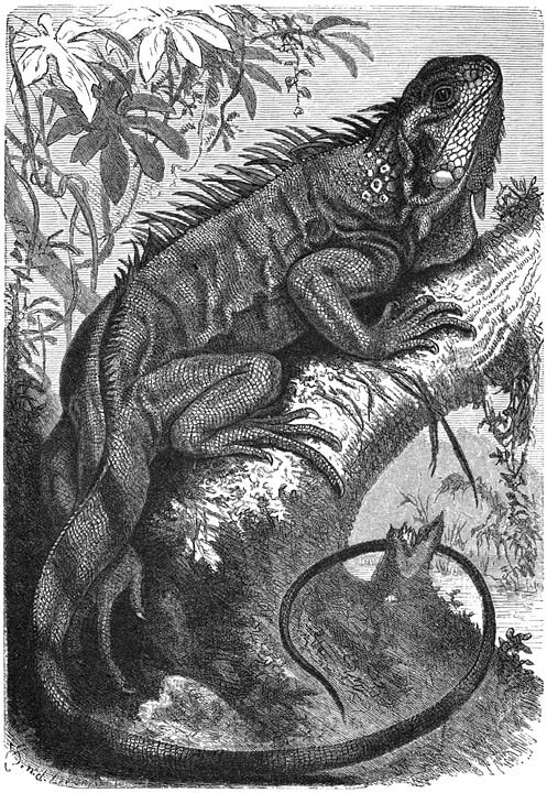 Legoeaan (Iguana tuberculata). ⅕ v. d. ware grootte.