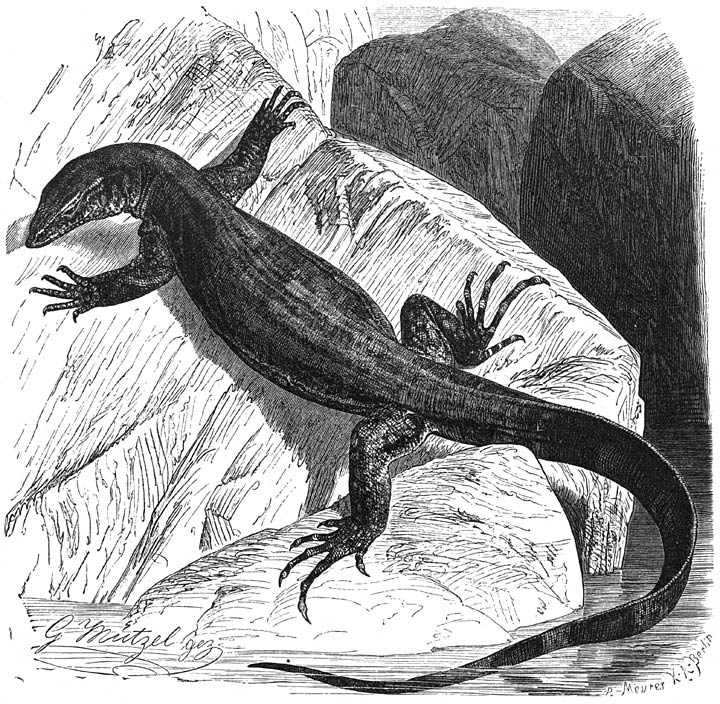 Nijlwaraan (Varanus niloticus). ⅛ v. d. ware grootte.