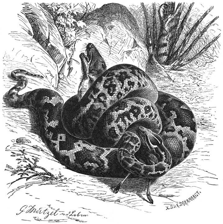 Tijgerslang (Python molurus). 1/10 v. d. ware grootte.