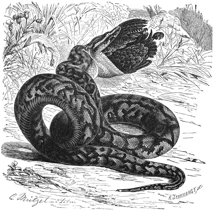 Assala (Python sebae). ⅛ v. d. ware grootte.