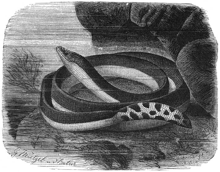 Tweekleurige Zeeslang (Hydrus bicolor). ⅖ v. d. ware grootte.