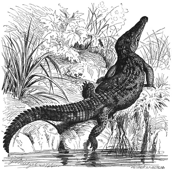 Spitskoppige Krokodil (Crocodilus americanus). 1/30 v. d. ware grootte.