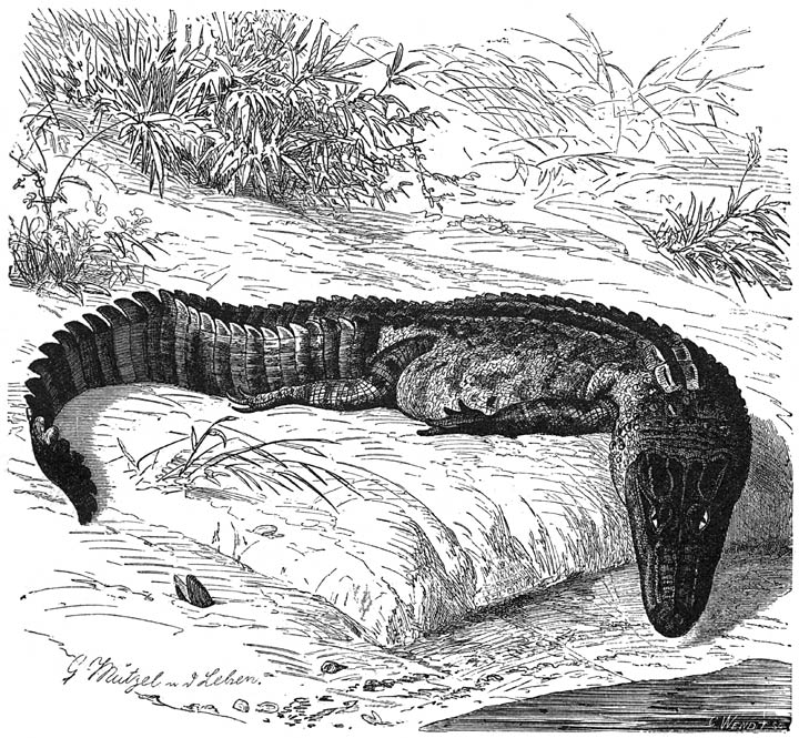 Alligator (Alligator mississippiensis). 1/20 v. d. ware grootte.