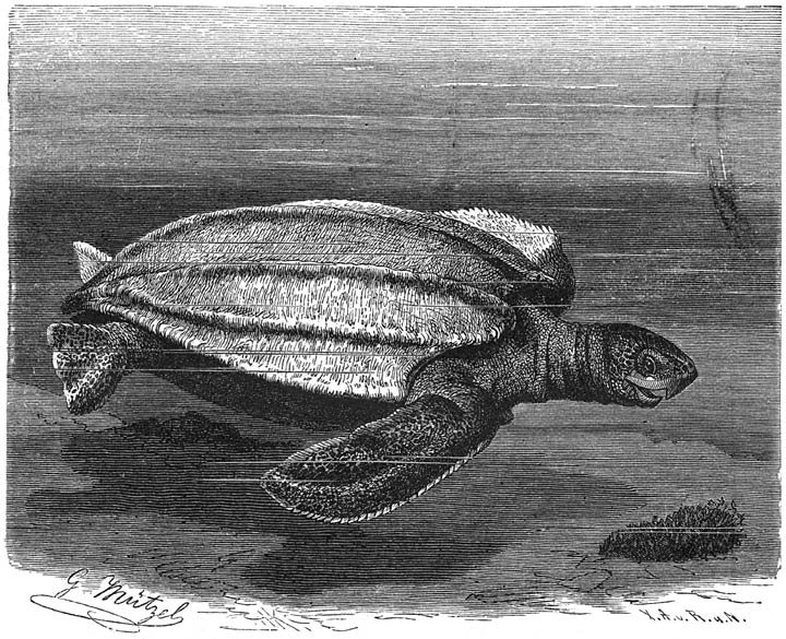 Lederschildpad (Dermochelys coriacea). 1/20 v. d. ware grootte.