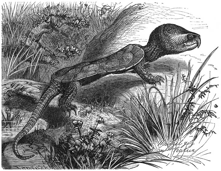Grootkoppige Schildpad (Platysternum megacephalum). ½ v. d. ware grootte.
