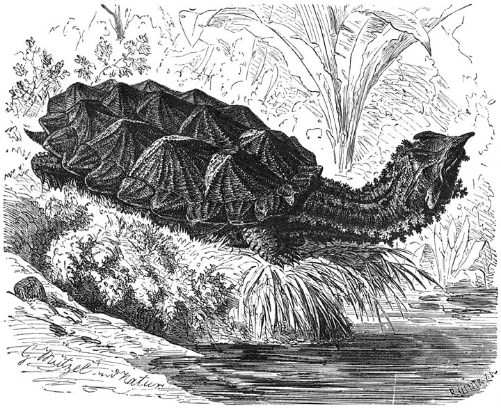 Matamata (Chelys fimbriata). 1/15 v. d. ware grootte.