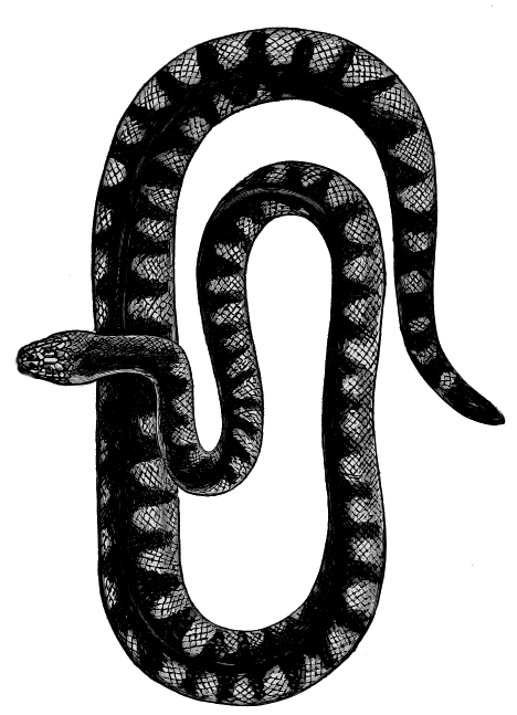 fig.4 - python