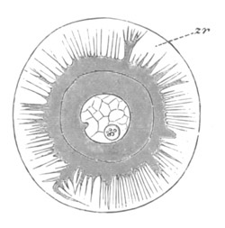 Illustration: Ovum of Toxopneustes variegatus