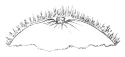 Ovum portion of A. glacialis