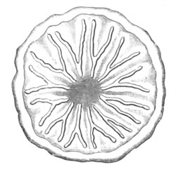 Larva of Astroides calycularis
