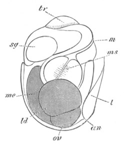 Embryo of Brachionus urceolaris