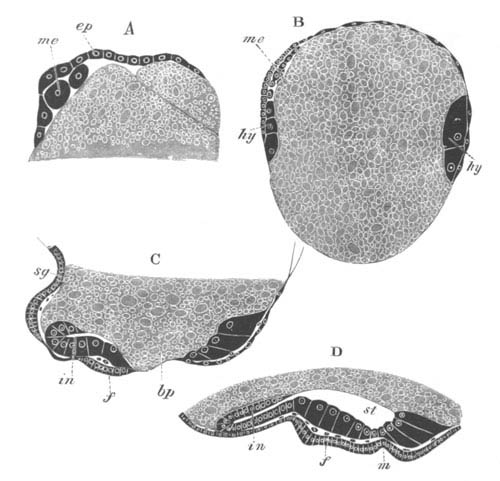 Section of Nassa mutabilis