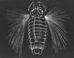 Larva of Nerine